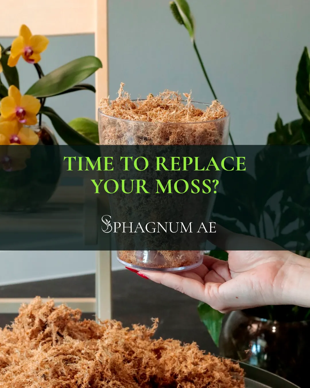 Time to replace your moss?